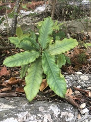 Photinia serratifolia
