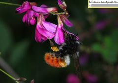 Bombus pyrosoma