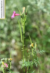 Incarvillea sinensis