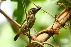 Pogoniulus scolopaceus