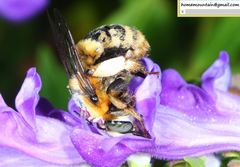 Anthophora deserticola