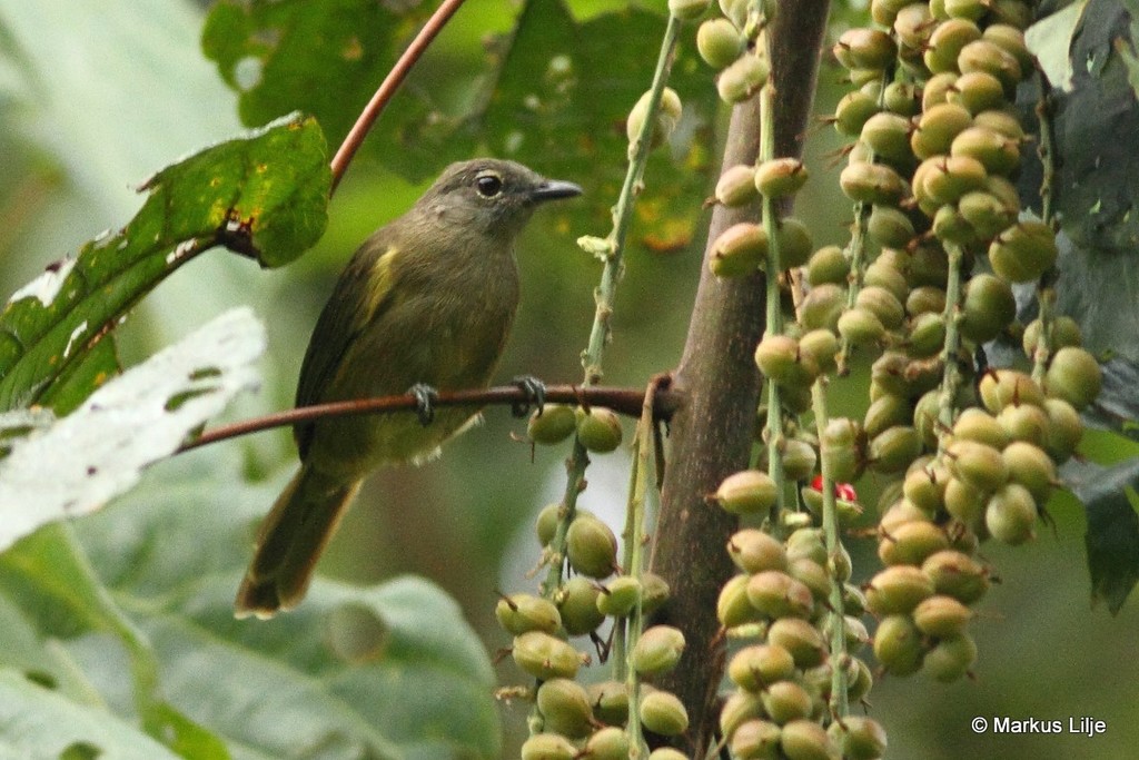 Ansorge's Greenbul (Eurillas ansorgei)
