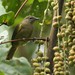 Ansorge's Greenbul - Photo (c) markus lilje, some rights reserved (CC BY-NC-ND), uploaded by markus lilje