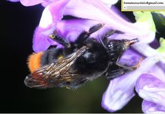 Bombus ignitus