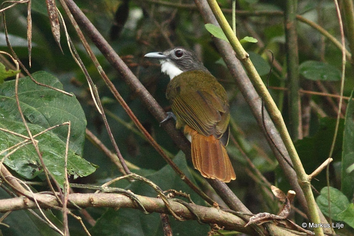 White-bearded Greenbul illustration