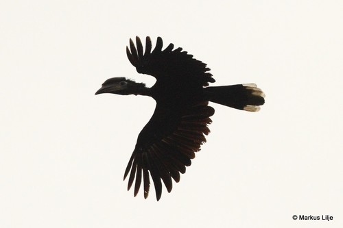 Black-casqued Hornbill