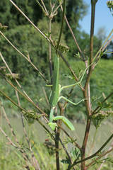 Hierodula transcaucasica