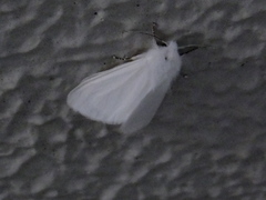 Lepidoptera