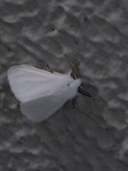 Lepidoptera