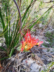 Babiana ringens australis