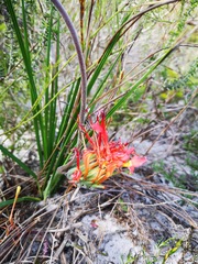 Babiana ringens australis