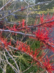 Hakea orthorrhyncha