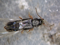 Carpelimus similis