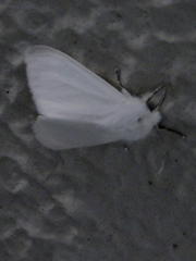 Lepidoptera
