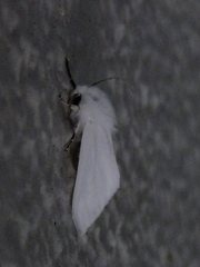 Lepidoptera