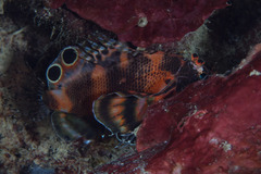 Dendrochirus biocellatus