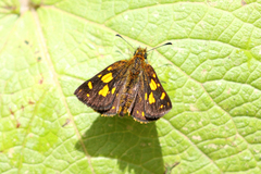Metisella