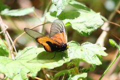Acraea insignis