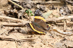 Vanessa dimorphica dimorphica