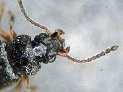 Carpelimus similis