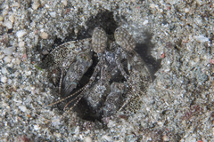 Lysiosquillidae