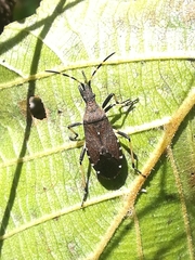 Dicranocephalus medius