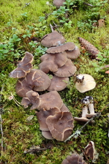 Lactarius mammosus