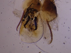 Carpelimus similis