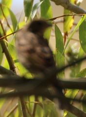 Emberizidae