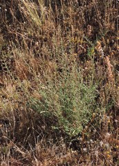 Scrophularia canina canina