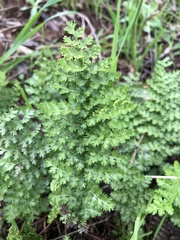 Annesorhizeae
