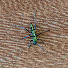 Demonax notabilis