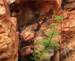 Notobubon tenuifolium