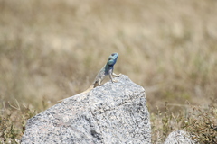 Acanthocercus atricollis
