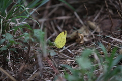 Eurema hecabe solifera