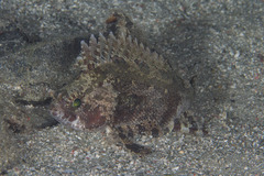 Centrogenys vaigiensis
