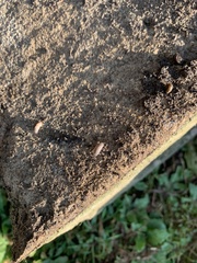 Armadillidium nasatum