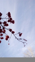 Sorbus aucuparia