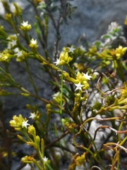 Thesium acuminatum