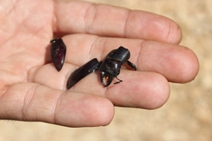 Lucanus tetraodon