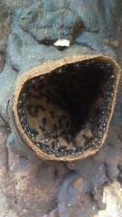 Lestrimelitta chamelensis