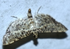 Massepha absolutalis