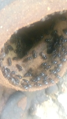 Lestrimelitta chamelensis