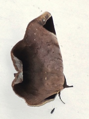 Psimada quadripennis