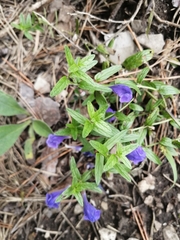 Scutellaria scordifolia