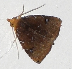 Rivula inconspicua