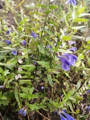 Scutellaria scordifolia