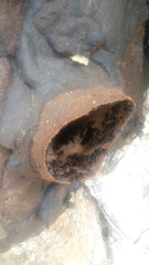 Lestrimelitta chamelensis