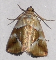 Maliattha separata