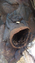 Lestrimelitta chamelensis